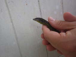 Image of Martinique's Anole