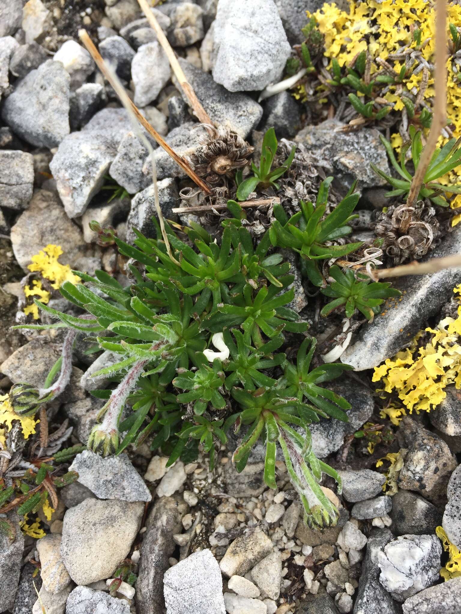 Слика од Arctanthemum integrifolium (Richards.) Tzvel.