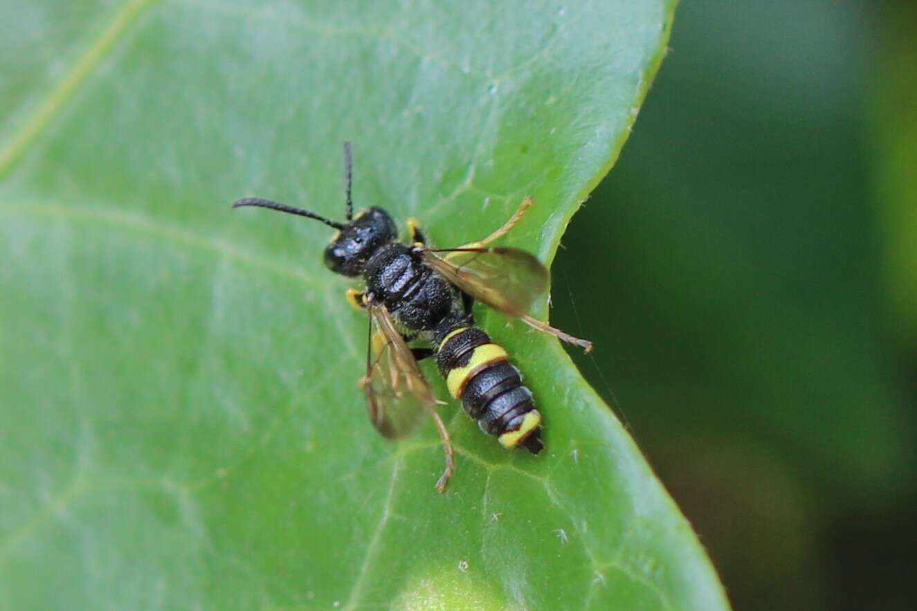 Imagem de Cerceris rybyensis (Linnaeus 1771)