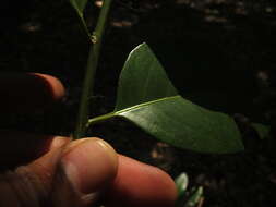 Image of Casearia ovata (Lam.) Willd.