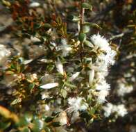 Image of Styphelia exarrhena (F. Muell.) F. Muell.