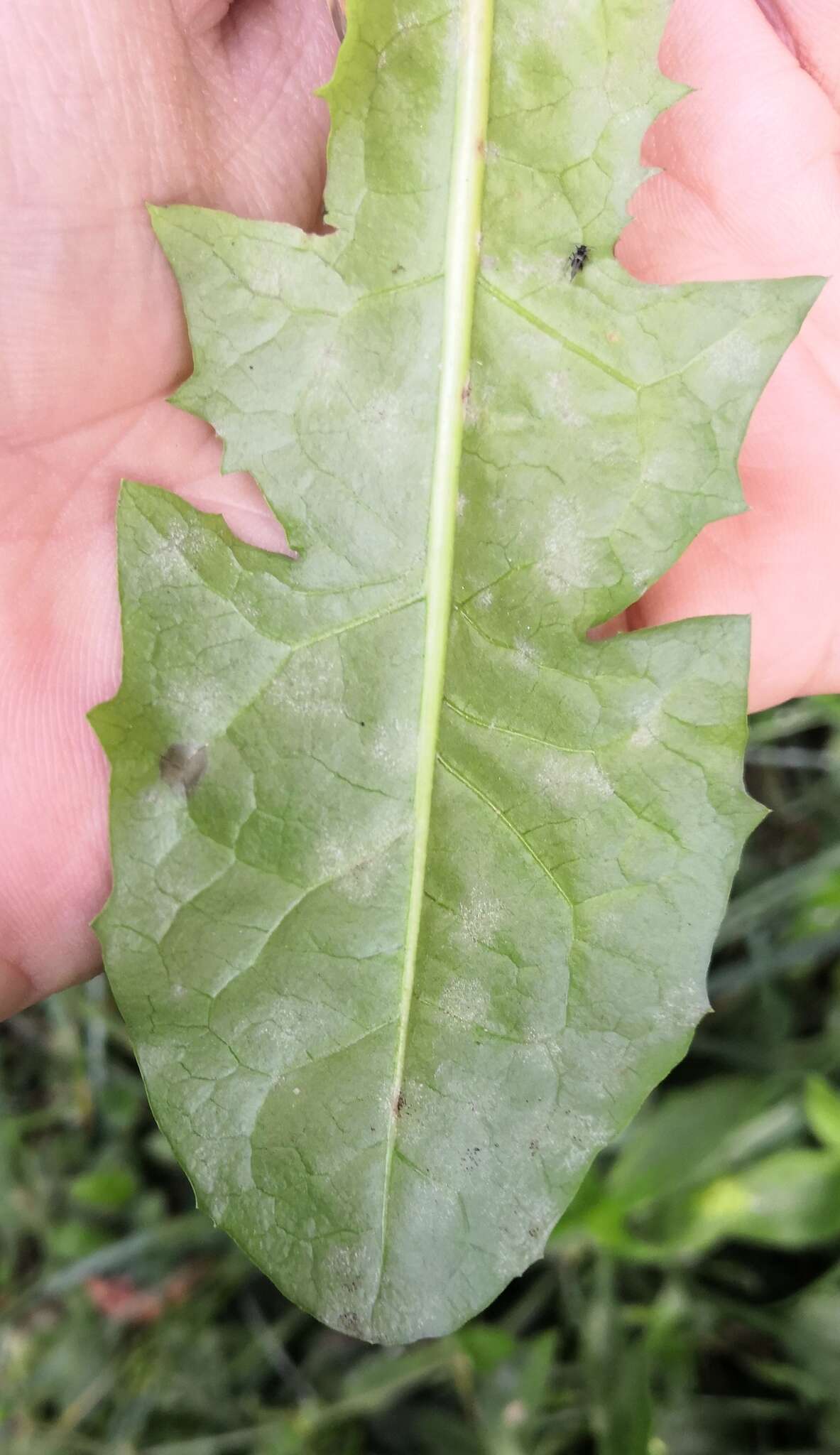 Podosphaera erigerontis-canadensis (Lév.) U. Braun & T. Z. Liu 2010 resmi