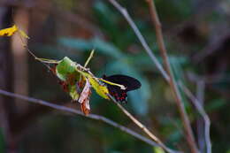 Parides montezuma (Westwood 1842) resmi