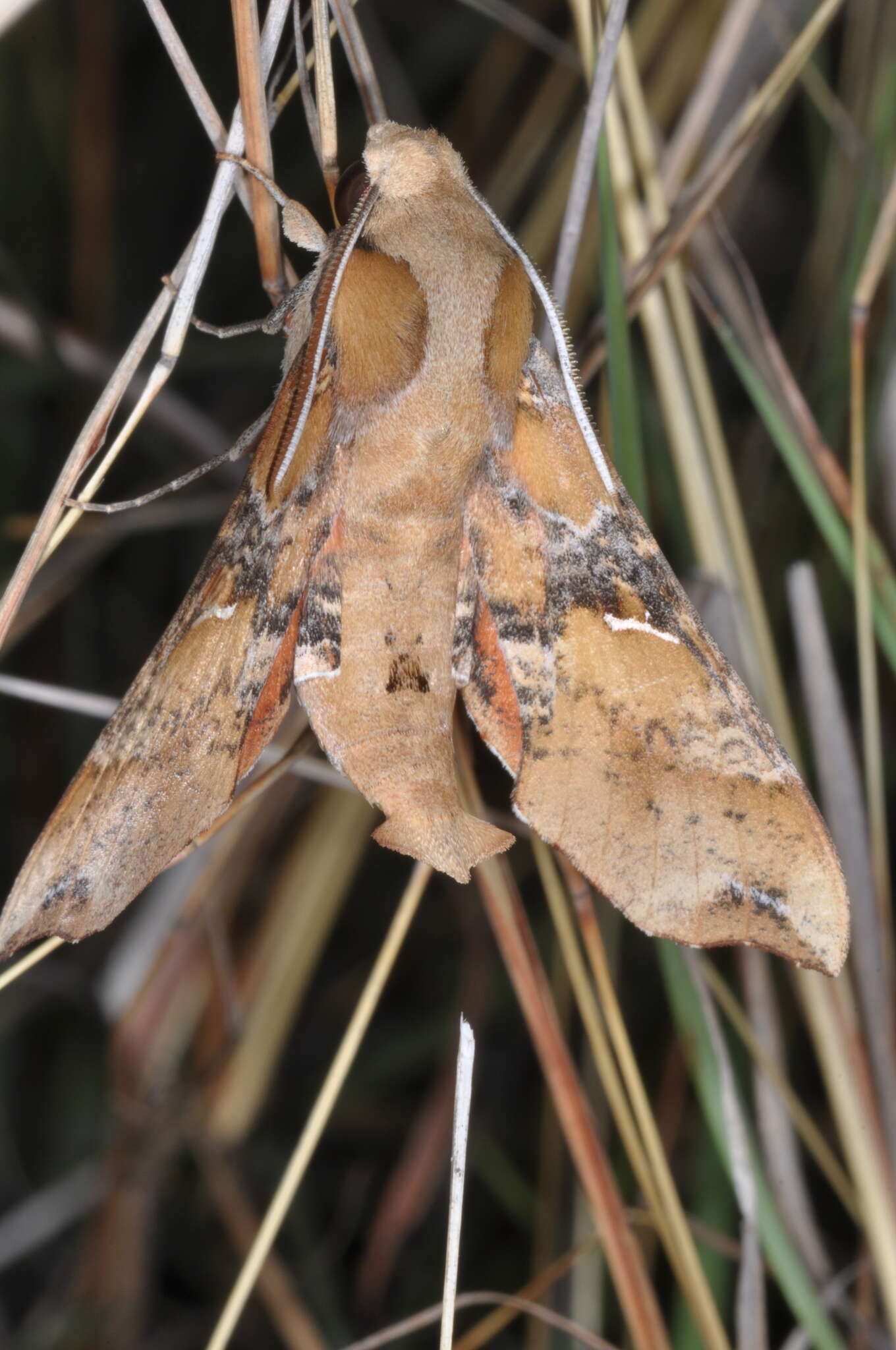 Image of Callionima grisescens (Rothschild 1894)