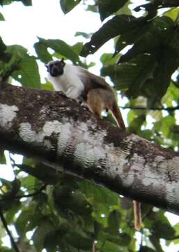 Image of Brazilian Bare-faced Tamarin