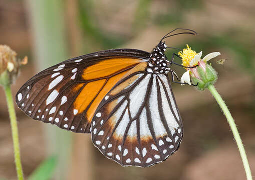 Sivun Danaus (Anosia) melanippus Cramer 1777 kuva