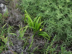 Image of Empodium veratrifolium (Willd.) M. F. Thomps.