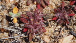 Image of knotweed spineflower