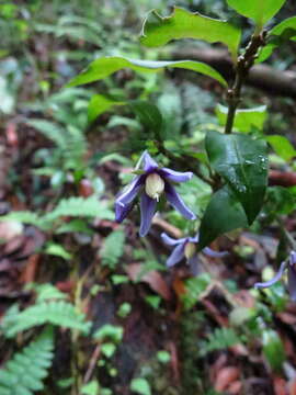 Image of Solanum humblotii Damm.