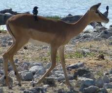 Image of Black-faced Impala