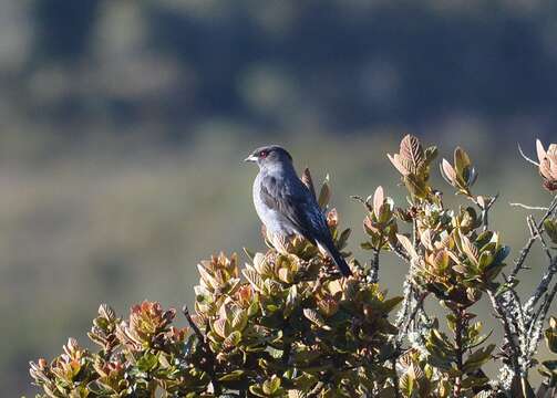 Image of Crested Cotingas