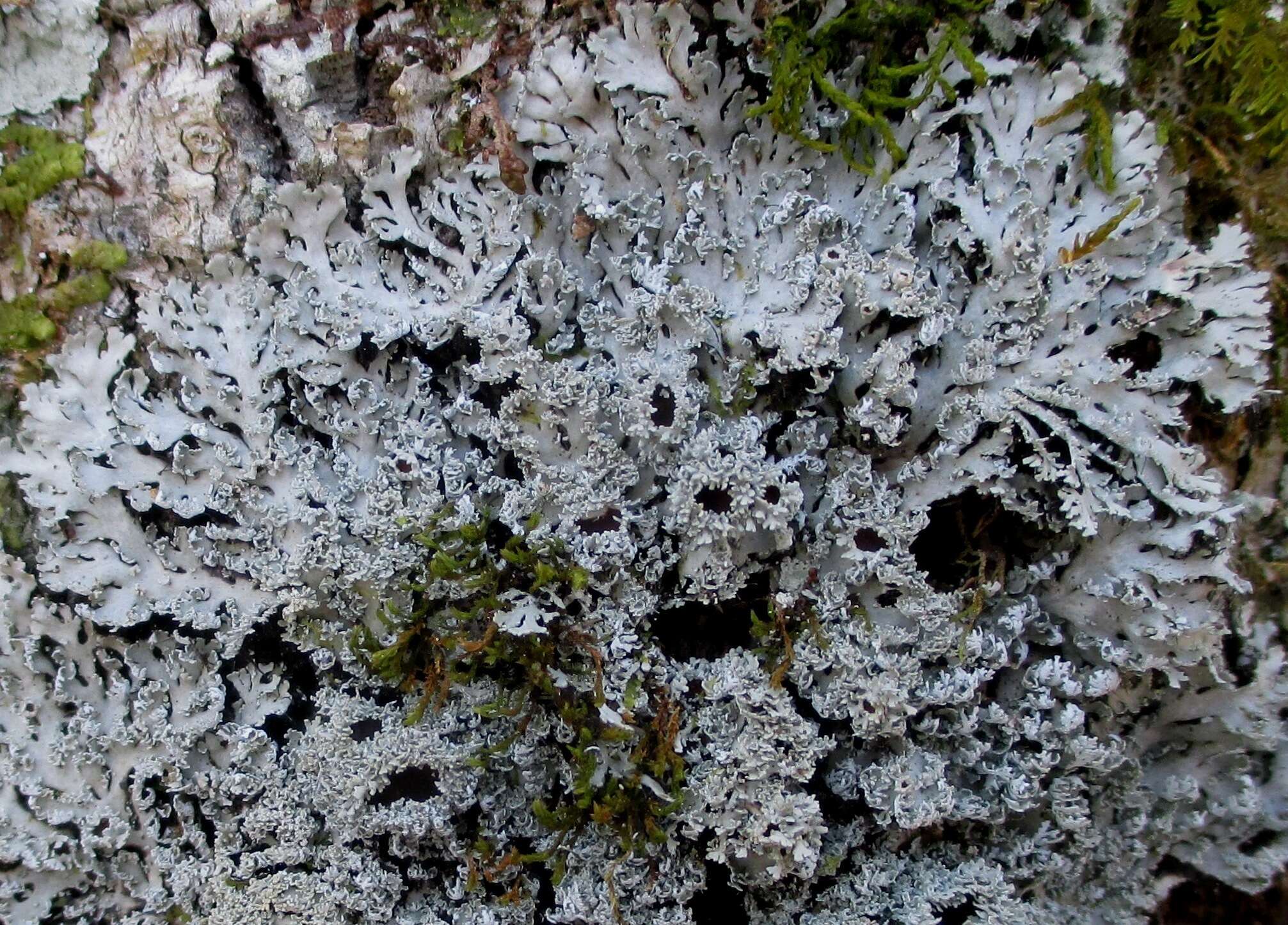 Image of shield lichen