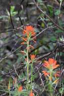 Image of longleaf Indian paintbrush