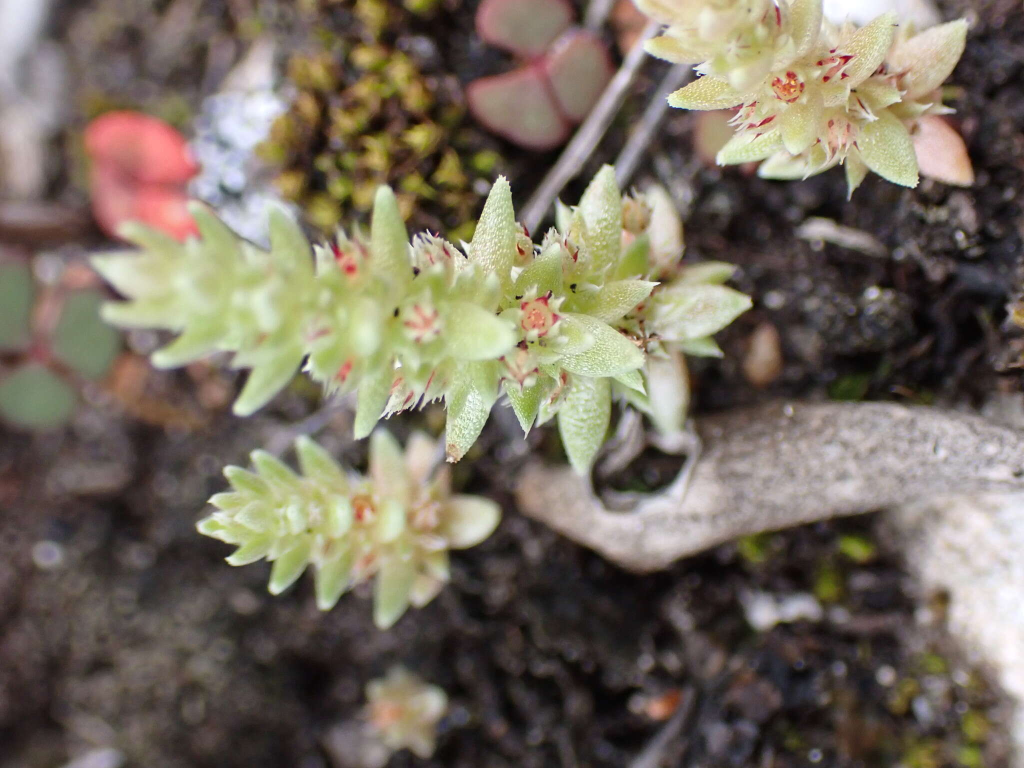 Image of Crassula campestris (Eckl. & Zeyh.) Endl. ex Walp.