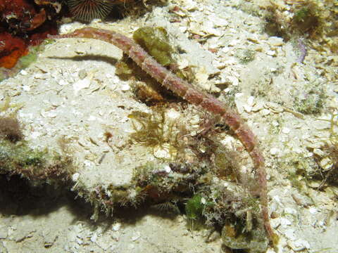 Image of Poey&#39;s pipefish