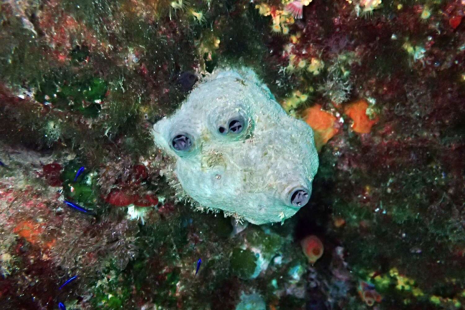 Image of grey leather sponge