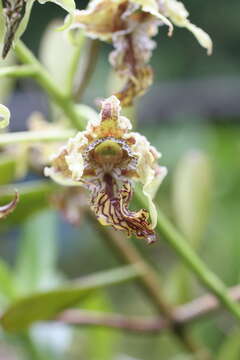 Sivun Dendrobium spectabile (Blume) Miq. kuva