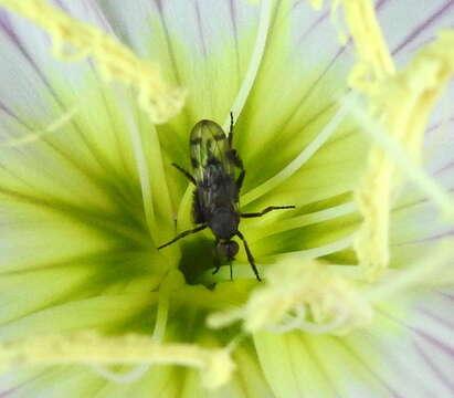 Imagem de Empis clausa Coquillett 1895