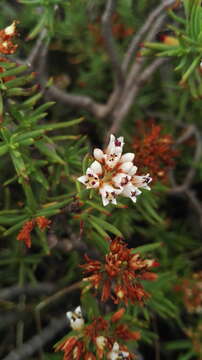 Image of Crassula sarcocaulis subsp. rupicola Tölken