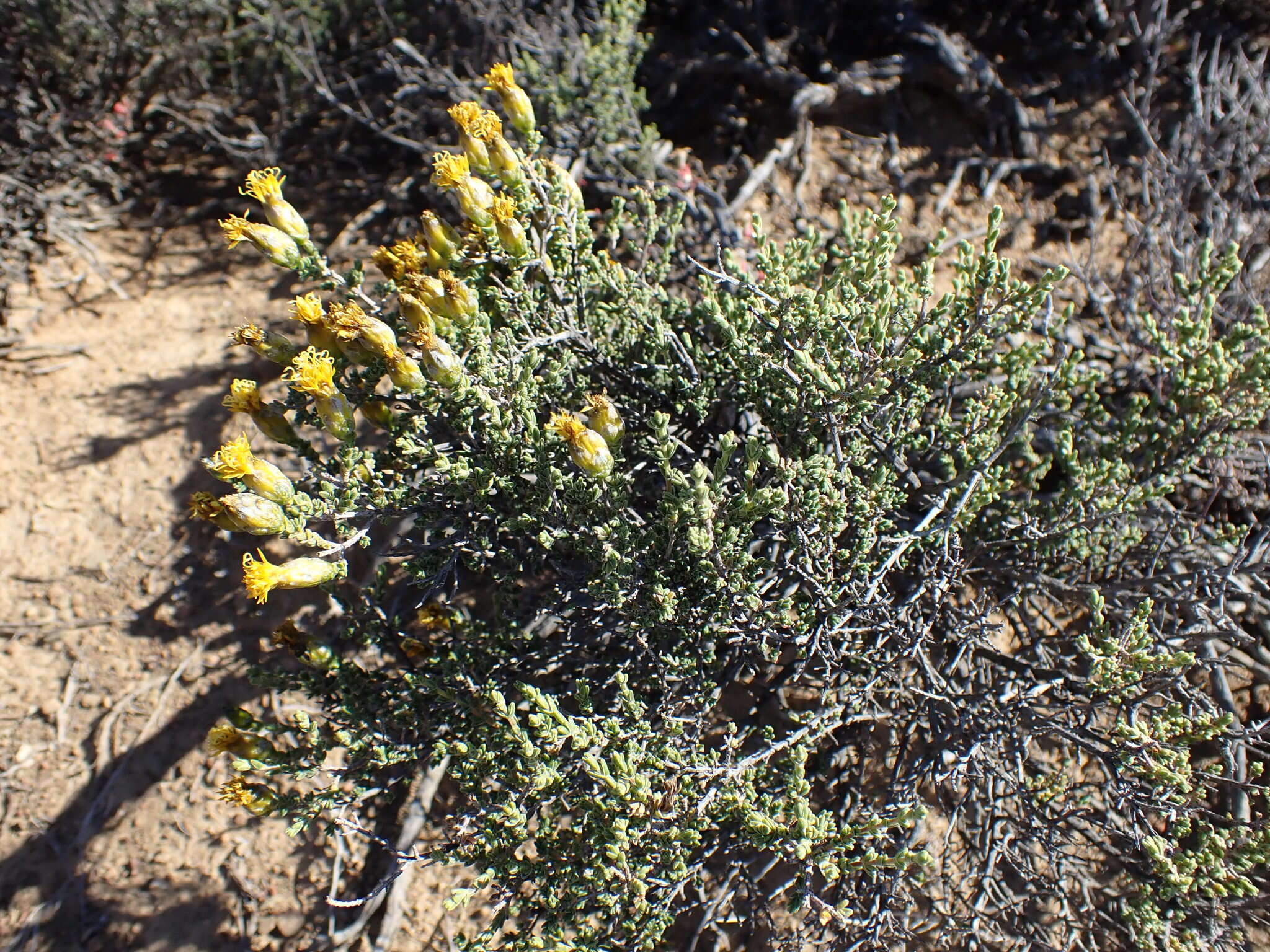 Imagem de Pteronia glomerata L. fil.