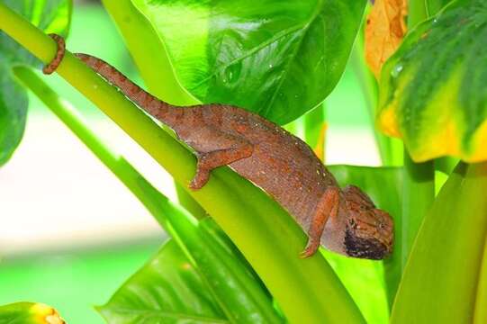 Image of Chamaeleo chamaeleon chamaeleon (Linnaeus 1758)