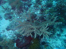 Sivun Acropora florida (Dana 1846) kuva