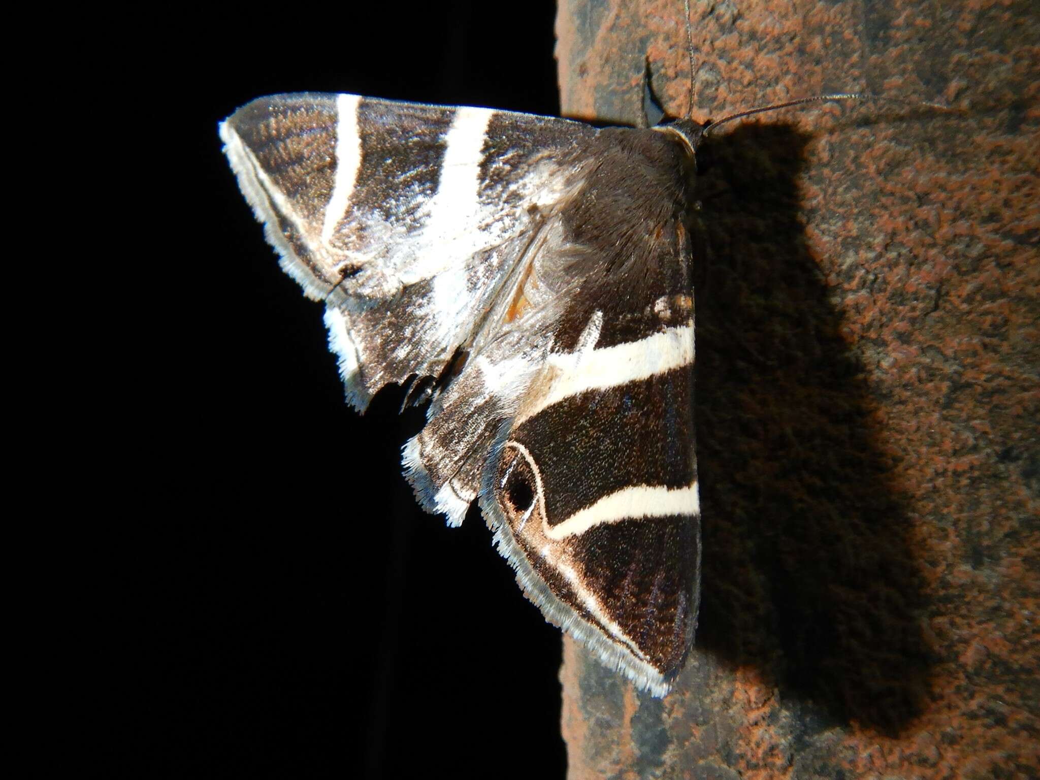 Grammodes oculicola Walker 1858的圖片