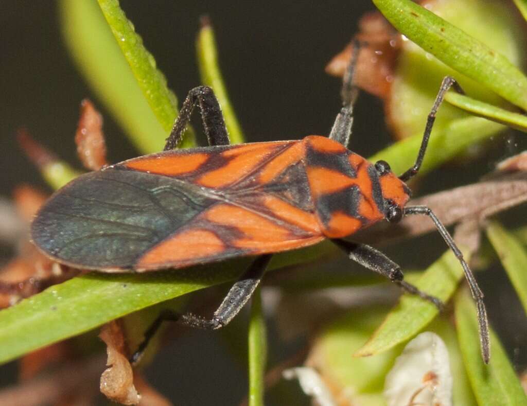 Image of Spilostethus decoratus (Stal & C. 1867)