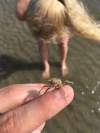 Image of doubtful spider crab