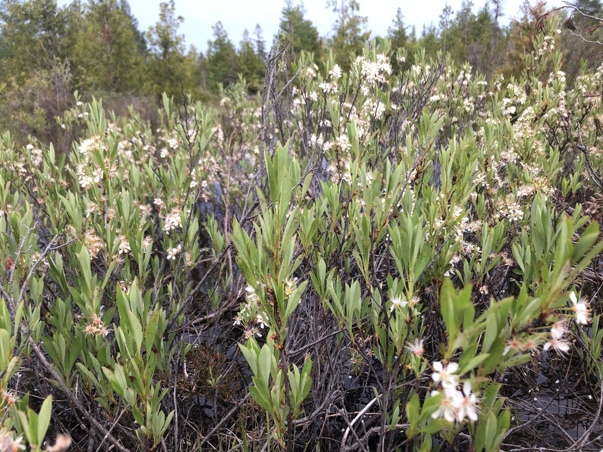 Image of Great Lakes sandcherry