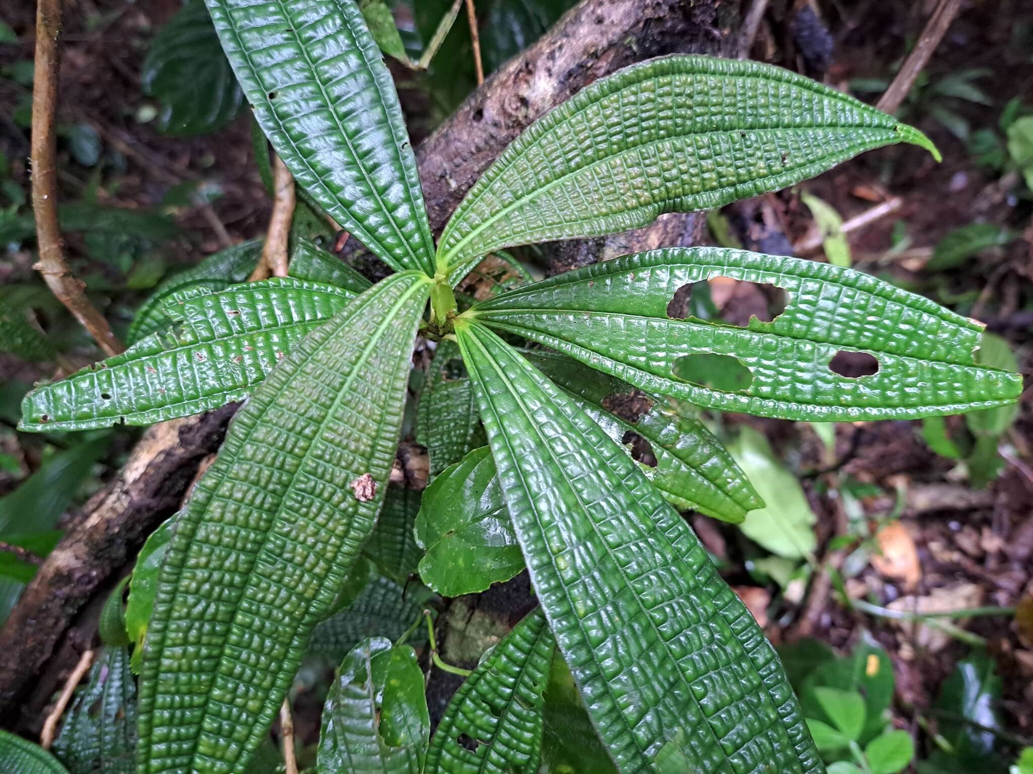 Image of Miconia triplinervis Ruiz & Pav.