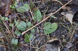 Prunella vulgaris subsp. vulgaris resmi