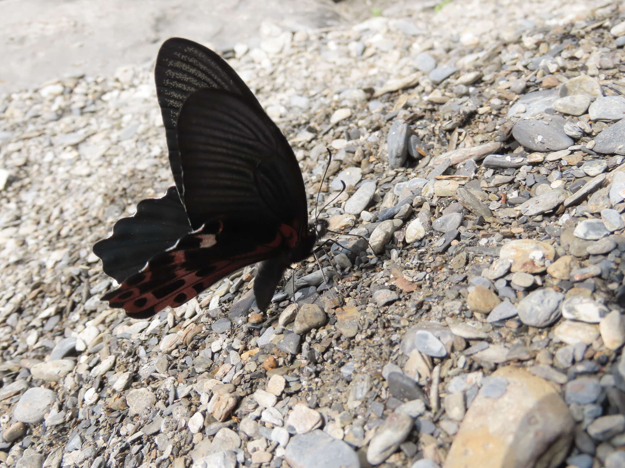 Image de Papilio thaiwanus Rothschild 1898