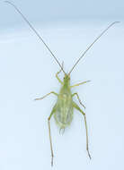 Image of Prairie Tree Cricket