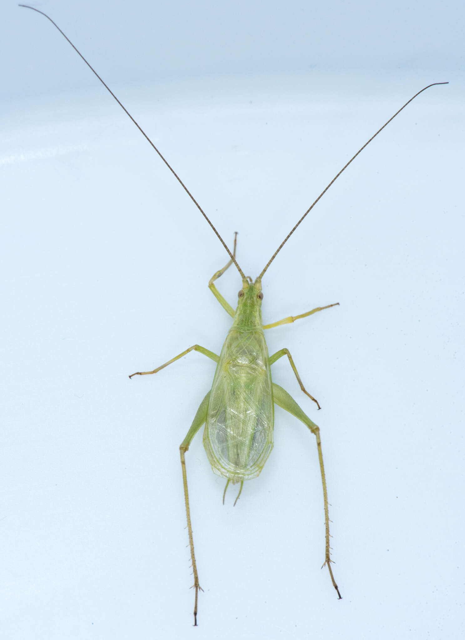 Image of Prairie Tree Cricket