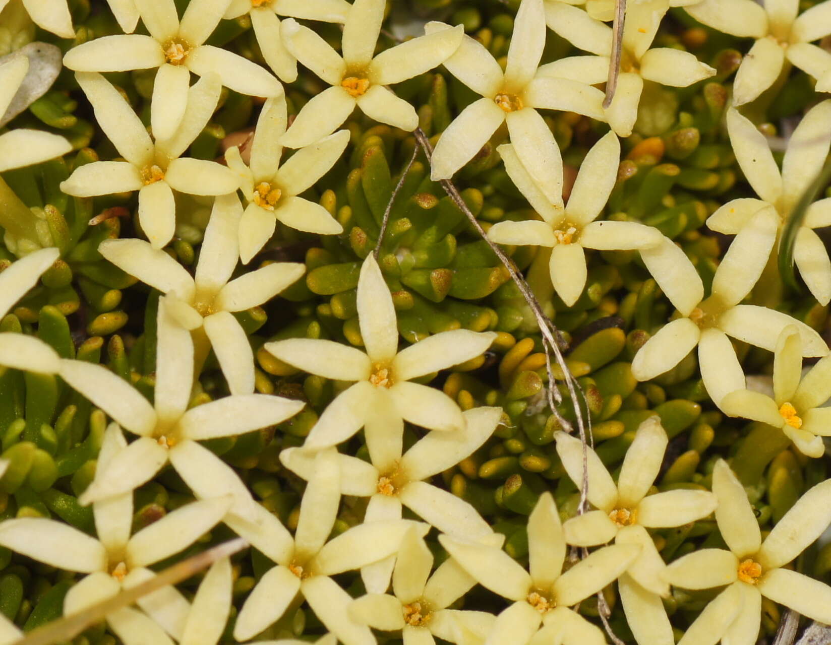 Image of Stackhousia pulvinaris F. Müll.