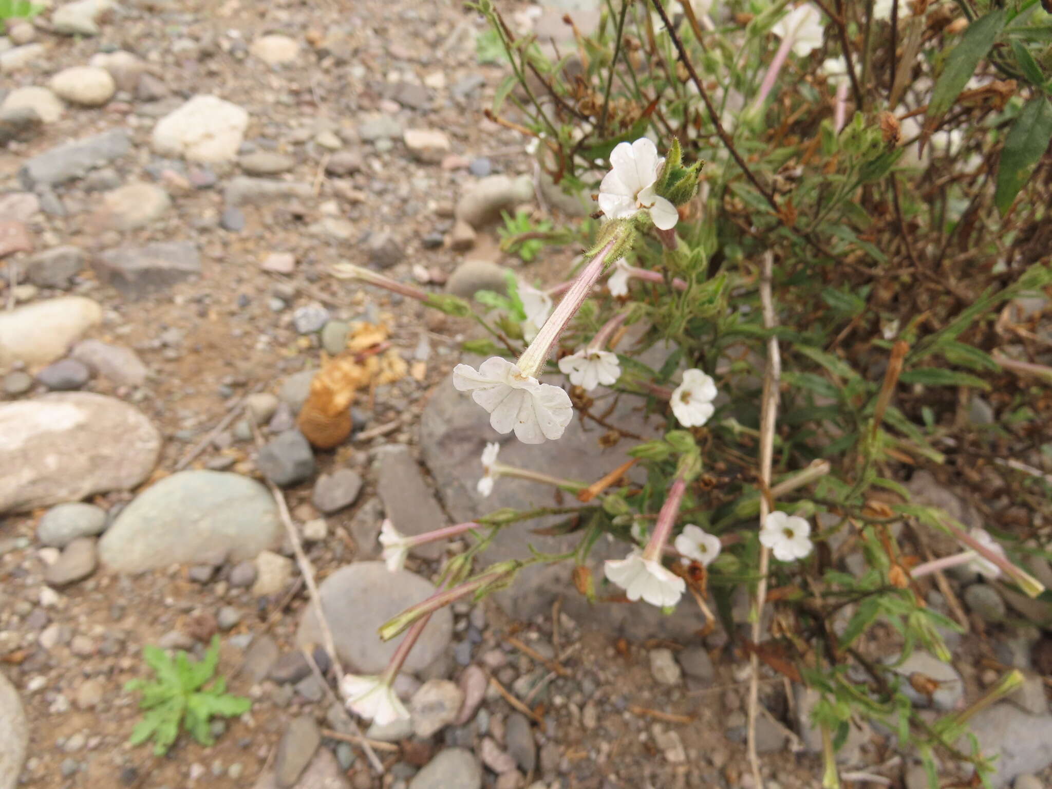 Image of manyflower tobacco