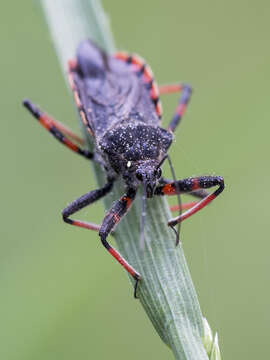 Plancia ëd Rhynocoris annulatus (Linnaeus 1758)