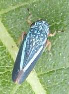 Graphocephala lugubris (Signoret 1854)的圖片