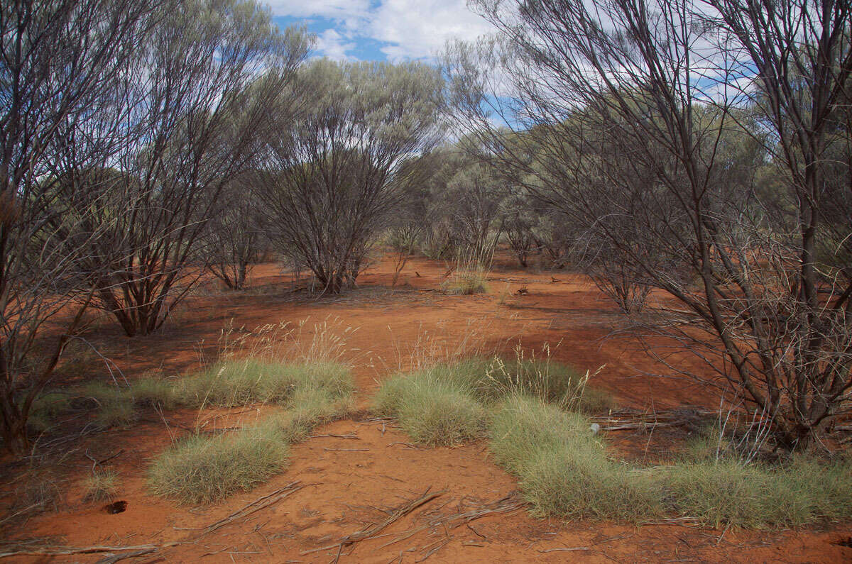 Image of hard spinifex