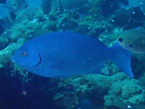 Image of New Zealand bluefish