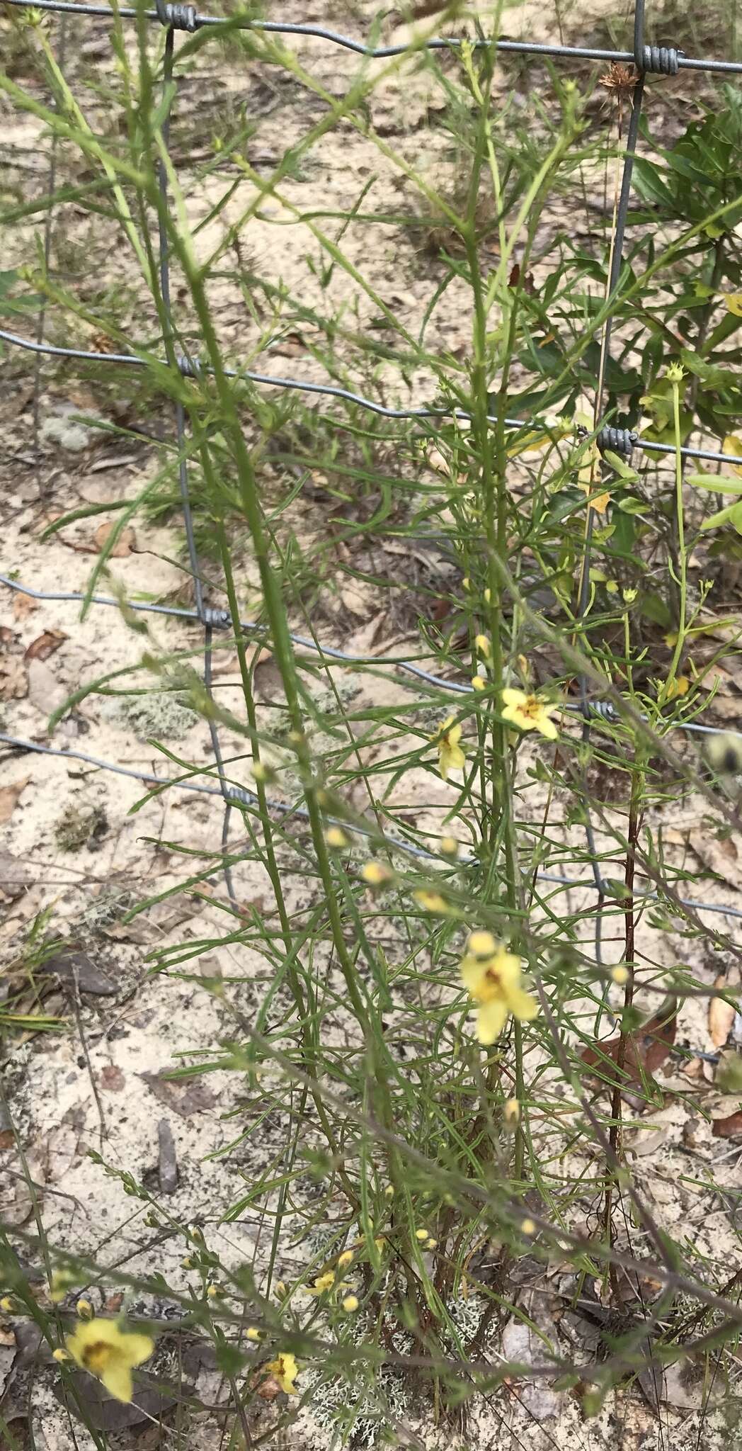 Image of piedmont blacksenna