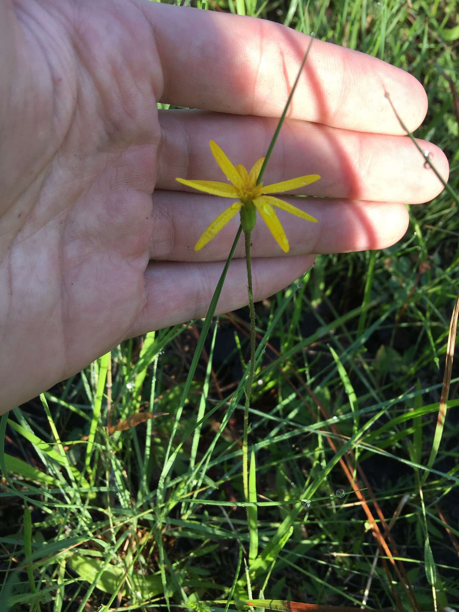 Image of Coastal-Plain Silk-Grass