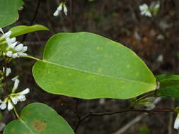 Image of Browne's Indian-Rosewood