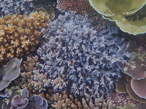 Image of spine coral