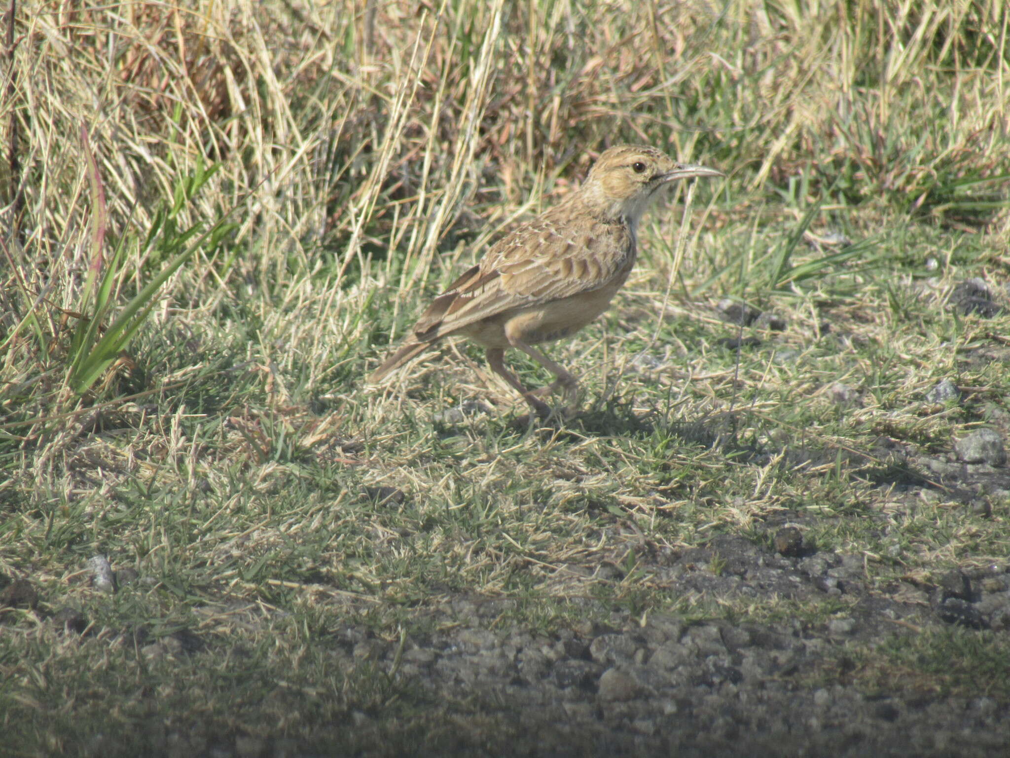 Imagem de Chersomanes albofasciata albofasciata (Lafresnaye 1836)