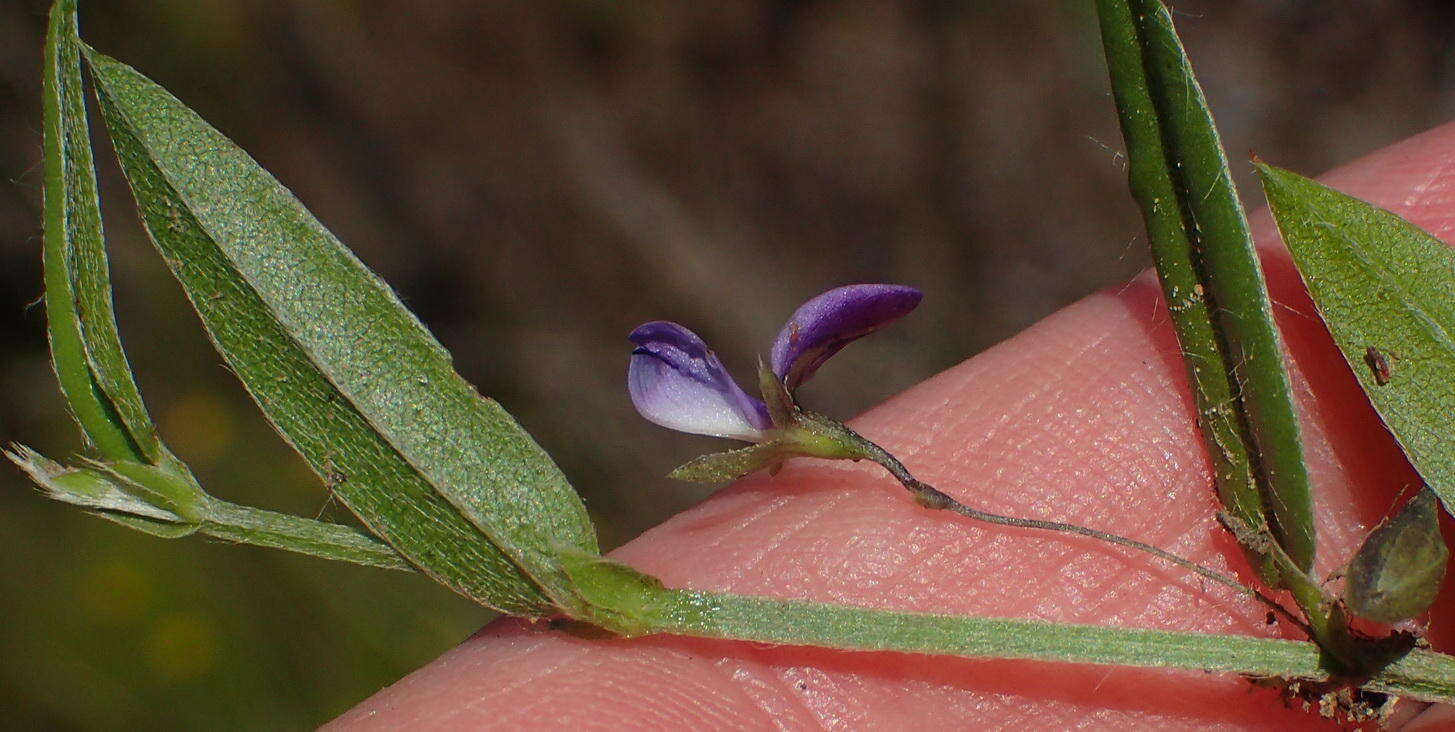 Psoralea plauta C. H. Stirt. resmi