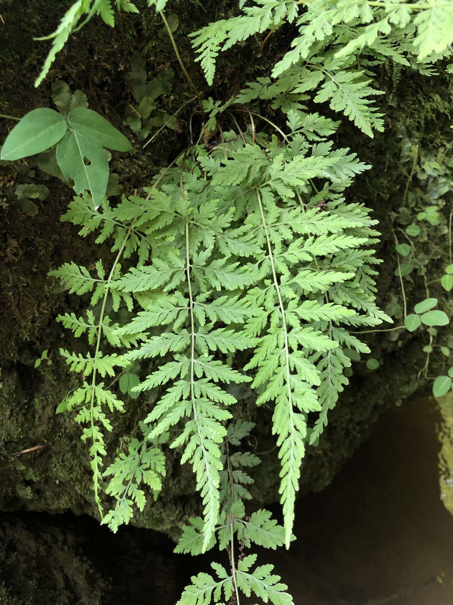 Image of Tennessee bladderfern