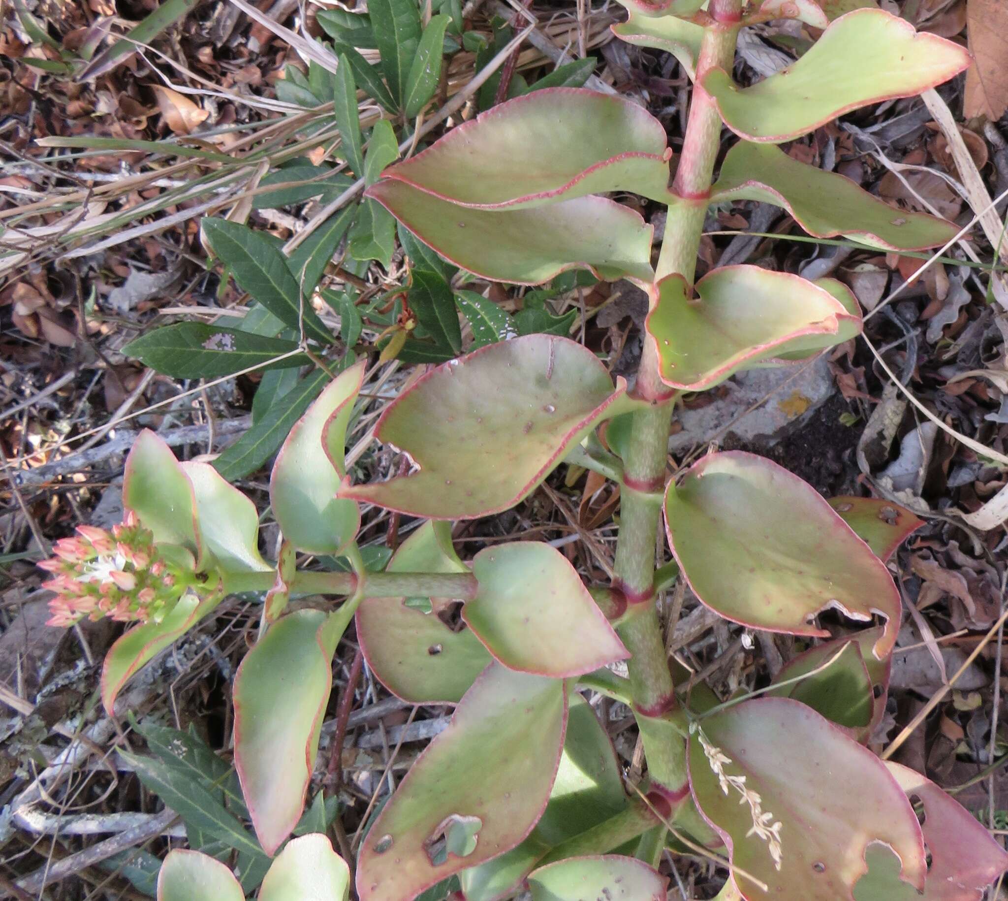 Image of Crassula sarmentosa Harv.