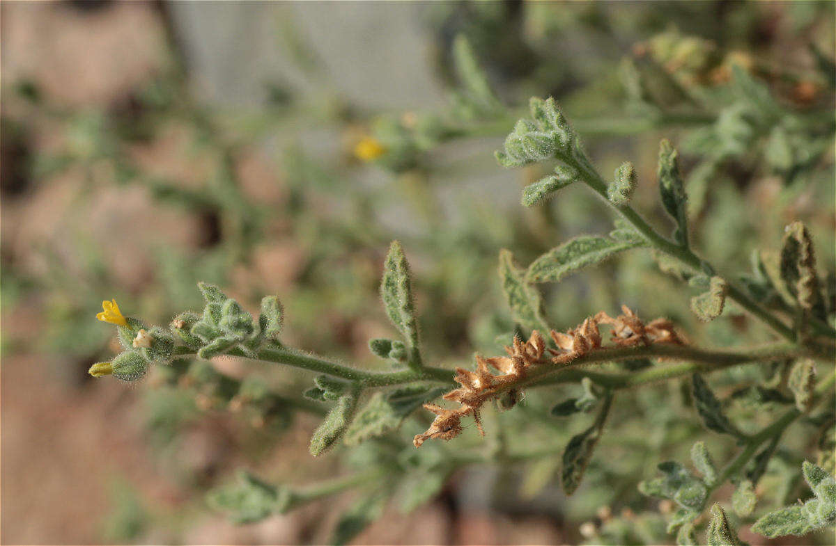 Image of Heliotropium arbainense Fresen.